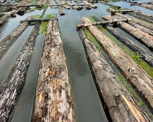 Polícias Civil e Militar apreendem 600 toras de madeira ilegal no rio Purus em Beruri