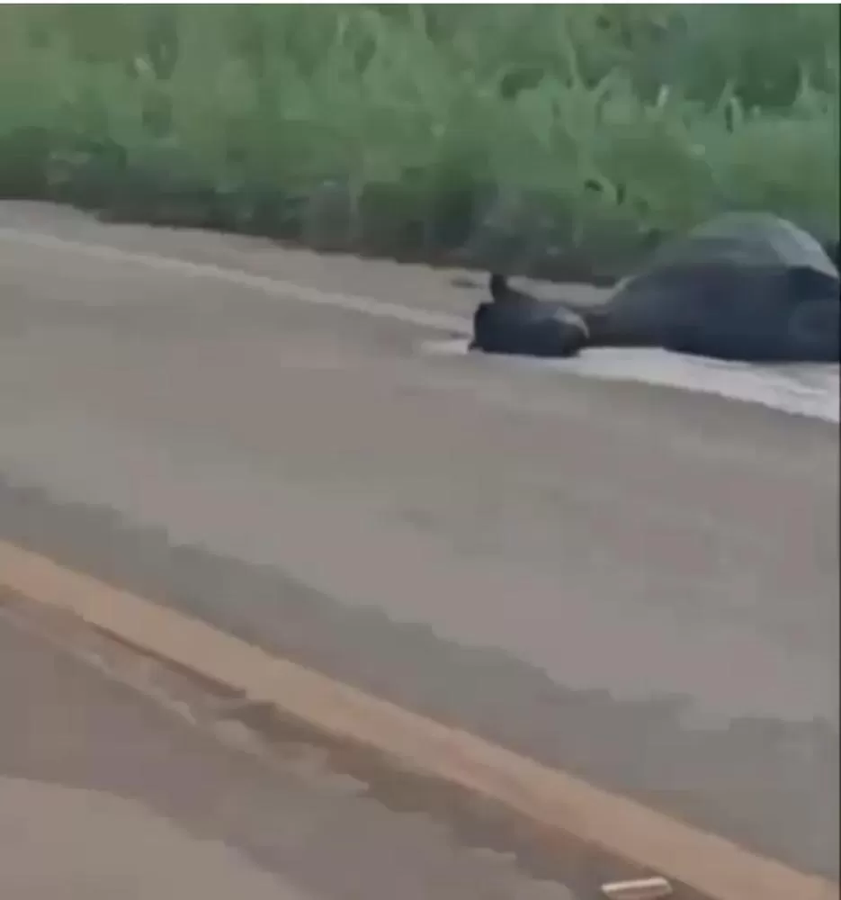 Acidente grave na Rodovia Transazônica BR 230 - Colisão entre Cavalo e Veículo