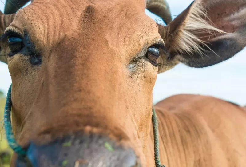 Em Manacapuru, MP investiga danos ambientais causados por funcionamento irregular de matadouro e frigorífico