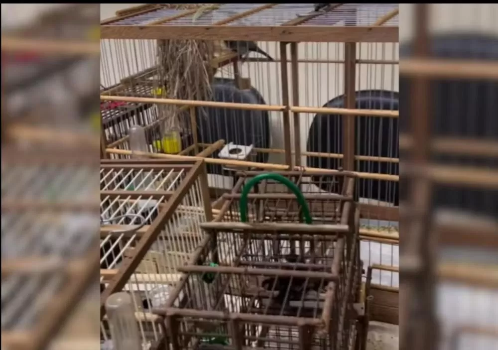 Pai é preso por crime ambiental enquanto polícia buscava filho foragido da justiça em Cerqueira César