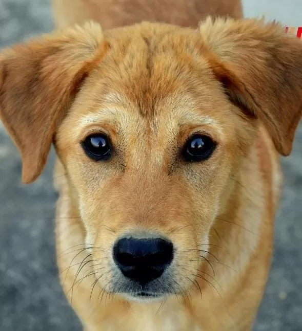 Novo projeto do MP, “CoMPet a Todos” foca na proteção de animais comunitários
