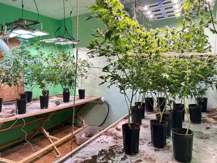 Como polícia descobriu casa de luxo usada para cultivo de ‘supermaconha’