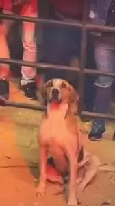 Cachorro que “curtiu” show sertanejo é adotado por cantor Vinícius