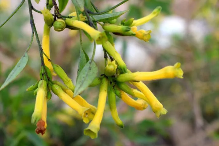 Nicotiana Glauca. Foto: NEO GATE/Adobe Stock